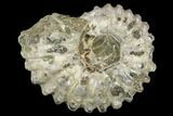 Bumpy Ammonite (Douvilleiceras) Fossil - Madagascar #115590-1